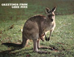 (259) Australia - QLD - Lone Pine Kangaroo & Joey - Brisbane