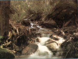 (259) Australia - ACT -  Tidbinbilla Nature Reserve - Canberra (ACT)