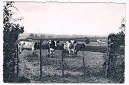 B4399     MOMIGNIES : Paysage Roule De Bourges - Momignies