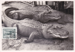 Carte-Maximum ARGENTINE  N° Yvert  602 (ALLIGATOR) Obl Sp 1962 - Storia Postale