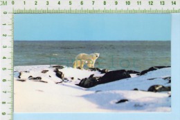 ( Mother & Cub Await Freee Up Of Hudson Bay Ours Blanc White Bear ) Post Card Carte Postale 2 Scans - Ours