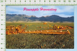 Hawaii USA  ( Pinaple Harvesting ) Post Card Carte Postale 2 Scans - Autres & Non Classés