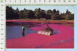 Cape Cod Mass. Used In 1980 (  Harvesting Cranberries  ) Post Card Carte Postale 2 Scans - Cape Cod
