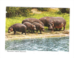 KENYA - Hippopotamus - Nilpferd - Hippopotame - Groupe De 6 - - Ippopotami