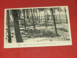 KALMTHOUT - CAMLPTHOUT  -   Dunes Continentales  Fixées - Kalmthout