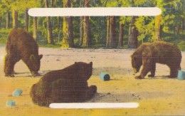 013C/ Rocky Mountains? Bears, Beren, Ours 1935s-1950s - Ours