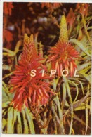 Aloe Arborescens Au  Zimbabwe  Anciennement Rhodesie  Voyagé En 1982 BE Voir 2 Scans - Zimbabwe