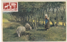 Carte Maximum BULGARIE  N° Yvert  809 (MOUTONS) Obl Sp 1955 - Briefe U. Dokumente