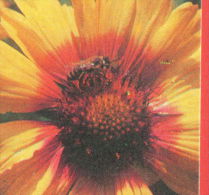 134063 / Bee Are Flying Insects Abeille Bienen W FLOWERS FLEURS BLUMEN - 1977 Bulgaria Bulgarie Bulgarien Bulgarije - Insects
