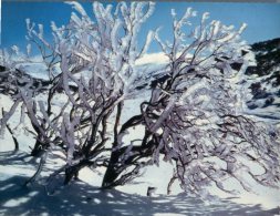 (222) Australia - Tree In Winter Ice - Outback