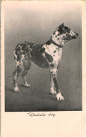 Great Dane  Grand Danois  Dogge  Dogue  Allemand   Hunde, Cane  Old Dog Postcard. Cpa. - Dogs