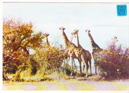 Romania Old Used Postcard - Animals - Giraffes - Girafes