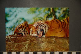 TIGRE   TIGER - Tigri