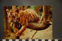 JEUNE  TIGRE   YOUNG     TIGER - Tigers