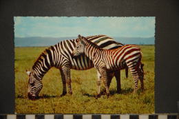 ZEBRE DE GRANT  ZEBRA OF GRANT - Zebras