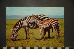 ZEBRE DE GRANT  ZEBRA OF GRANT - Zèbres