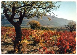 CP, LANGUEDOC, Les Vignobles, Vierge, Ed : THEOJAC - Viñedos