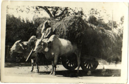 Ox Cart Pakistan - Pakistan