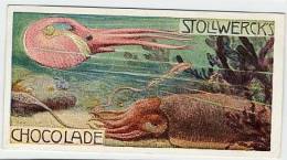 Stollwerck - Règne Animal – 34.2 (FR) – Céphalopodes, Cephalopoda, Octopuses, squid - Stollwerck