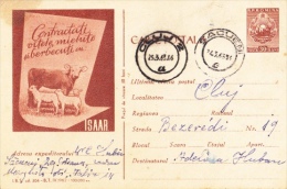 COWS, SHEEPS, ZOOTHECHNICS, PC STATIONERY, ENTIER POSTAL, 1963, ROMANIA - Vaches