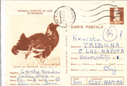 BIRDS, WILD ROOSTER, PC STATIONERY, ENTIER POSTAL, 1978 ROMANIA - Gallináceos & Faisanes