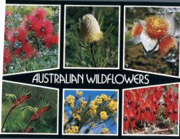 (246) Australia - Australian Wildflowers - Outback