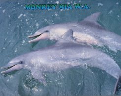 (246) Australia - WA - Monkey Mia Dolphins - Altri & Non Classificati