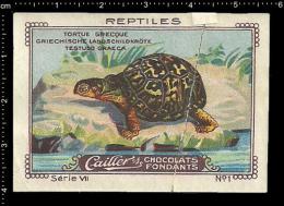 Old Original Swiss Poster Stamp (cinderella, Label) Nestle - Amphisbaena Reptiles Turtles Schildkröten Tortues - Schildpadden