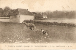 Chasse A Courre En Foret De Fontainebleau Le Cerf Hallalicourant 1910 - Fontainebleau