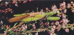 Fiche Cartonnée, NESTLE "Merveilles Du Monde", LA MANTE RELIGIEUSE, N° 214, "Les Insectes" - Cioccolato