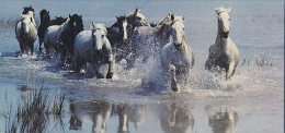 Fiche Cartonnée, NESTLE "Merveilles Du Monde", LE CHEVAL DE CAMARGUE, N° 178 - Schokolade