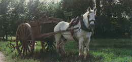 Fiche Cartonnée, NESTLE "Merveilles Du Monde", LE PERCHERON, N° 179, "Le Cheval", Attelage, Charrue - Chocolat