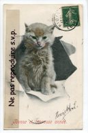 -  Bonne Et Heureuse Année - Petit Chat Gris, Yeux Vert, Splendide, écrite,  1907, BE, Scans. - Nouvel An