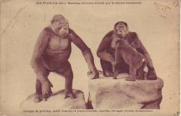 17 ILE D AIX - Muséum Africain - Groupe De Gorilles Du Cameroun - D15 244 - Sin Clasificación