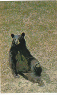 Black Bear In The Canadian Rockies - Ours