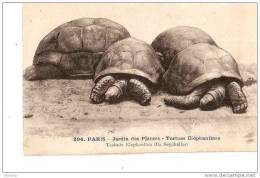 PARIS JARDIN DES PLANTES TORTUES ELEPHANTINES REF 13706 - Schildpadden