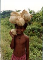 (885) Papua New Guinea - Transport Of Coconut - Papouasie-Nouvelle-Guinée