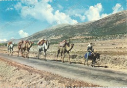 LEBANON,LIBAN, ETHNIC,CAMEL,CARAVAN, Old Postcard - Zonder Classificatie