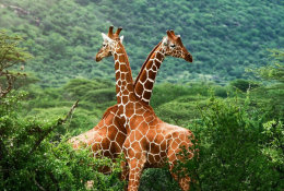 (NZ53-011  )  Giraffes ,   Postal Stationery-Ganzsache-Enti Er Postal - Giraffen