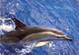 Dolphin - Delfines