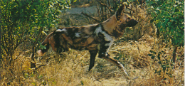 Fiche Cartonnée, NESTLE "Merveilles Du Monde", LE LYCAON, N° 116, "Animaux D'Afrique" - Schokolade