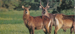 Fiche Cartonnée, NESTLE "Merveilles Du Monde", LE WATERBUCK, N° 123, "Animaux D'Afrique" - Chocolat