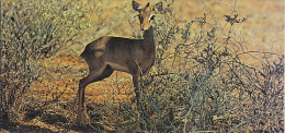 Fiche Cartonnée, NESTLE "Merveilles Du Monde", LE DIK-DIK, N° 127, "Animaux D'Afrique" - Chocolate