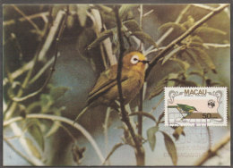 Macau Oiseau Zostérops Du Japon Carte Maximum 1984 Macao Japanese White-eye Bird Maxicard - Cartes-maximum