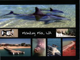 (445) Austrlaia - WA - Monkey Mia Ith Dolphins - Autres & Non Classés