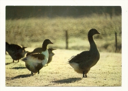 Cp, Agriculture, La Côte Landaise, Elevage Des Oies - Breeding