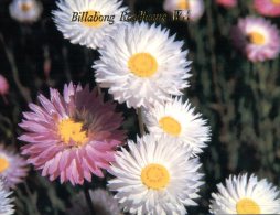 (680) Australia - WA - Wildflowers - Andere & Zonder Classificatie