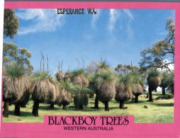 (680) Australia - WA - Blackboys Trees - Perth