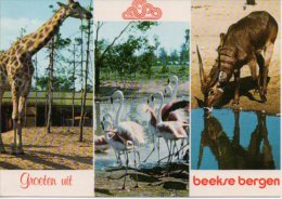 Hilvarenbeek Bij Tilburg   Beekse Bergen Safaripark Groeten Uit  Flamingo Giraf Giraffe - Tilburg