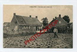 GELUWE-Culture Du TABAC-Tabakveld-Agriculture-Metier-BELGIQUE-BELGIEN-Flandern- - Wervik